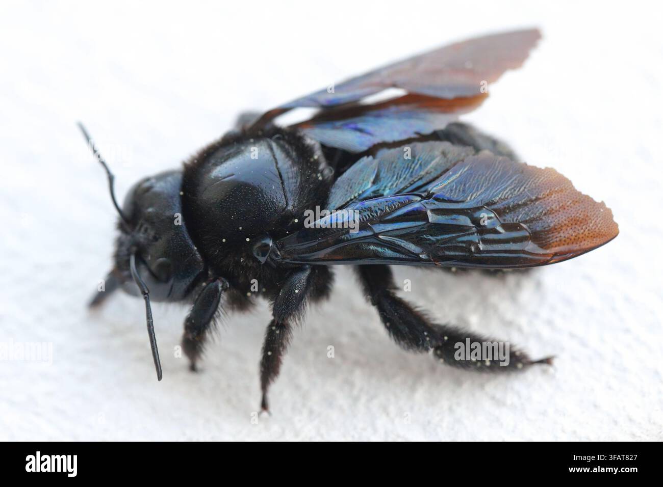 Abeille charpentier violette (Xylocopa violacea) sur fond blanc. Connue sous le nom d'abeille noire. Banque D'Images