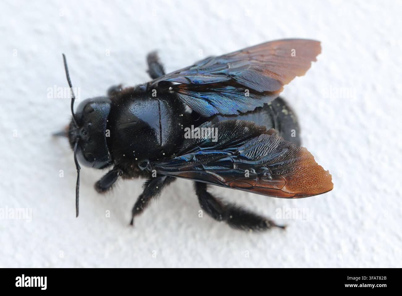 Fermeture des abeilles violettes (Xylocopa violacea) Banque D'Images