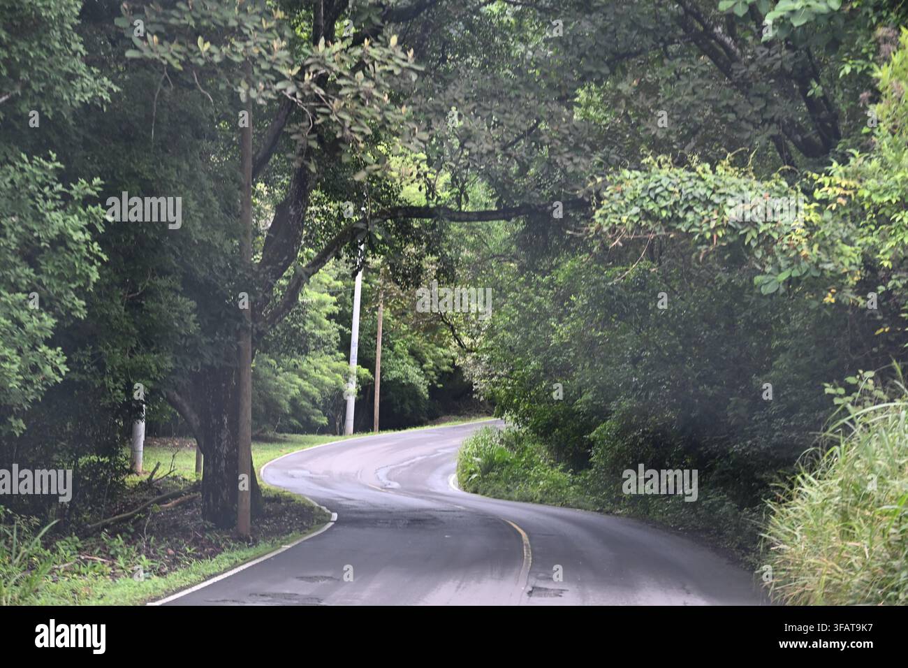 Route forestière tropicale trempée par la pluie à San Carlos, Panama Banque D'Images