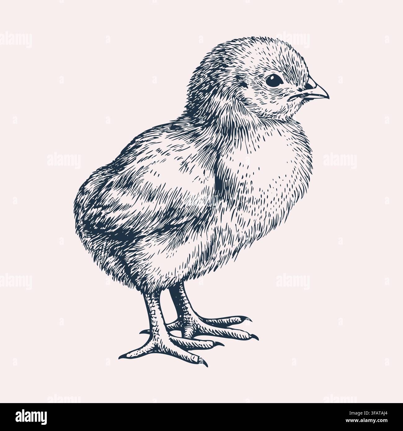 Petit poussin mignon croquis vintage dessiné à la main Illustration de Vecteur