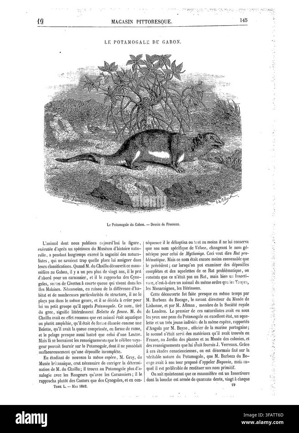 Le Potamogale du Gabon, un mammifère découvert par Paul du Chaillu, illustré par Freeman, basé sur un spécimen du Muséum d'histoire naturelle, un sujet d'intérêt de longue date et de défis de classification parmi les naturalistes. Banque D'Images