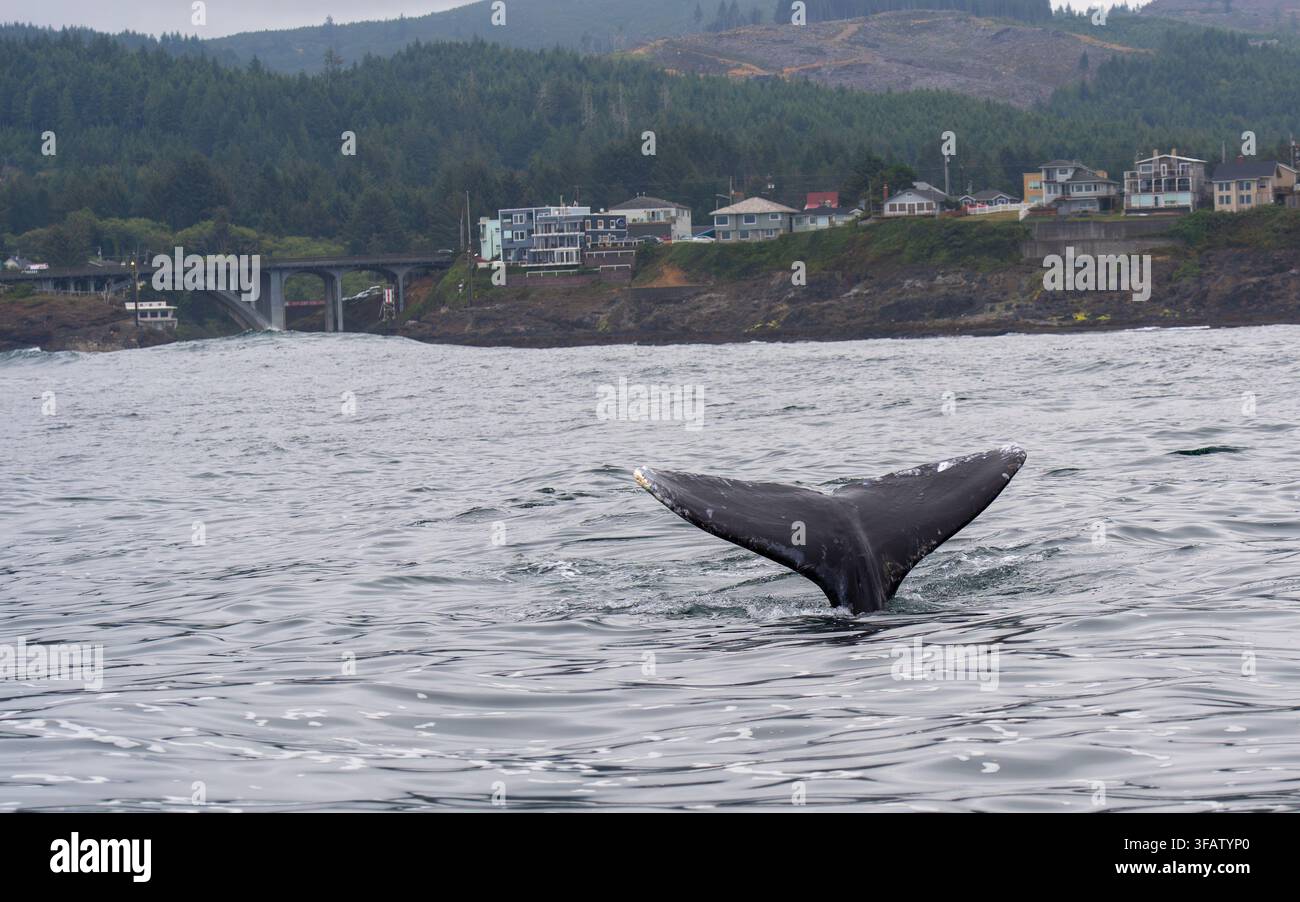 Baleine grise à la surface de l'eau au début d'une plongée profonde de l'animal à Depoe Bay, Oregon Banque D'Images