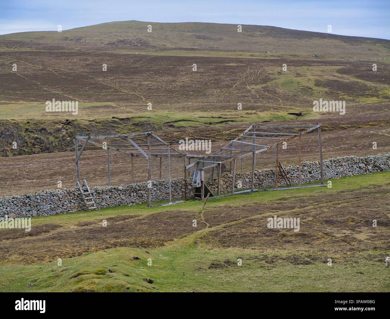 Fair Isle, Royaume-Uni – 21 mai 2026 : piège à oiseaux d’Heligoland utilisé pour la surveillance quotidienne des oiseaux à côté d’un mur de pierre sur Fair Isle, Royaume-Uni Banque D'Images