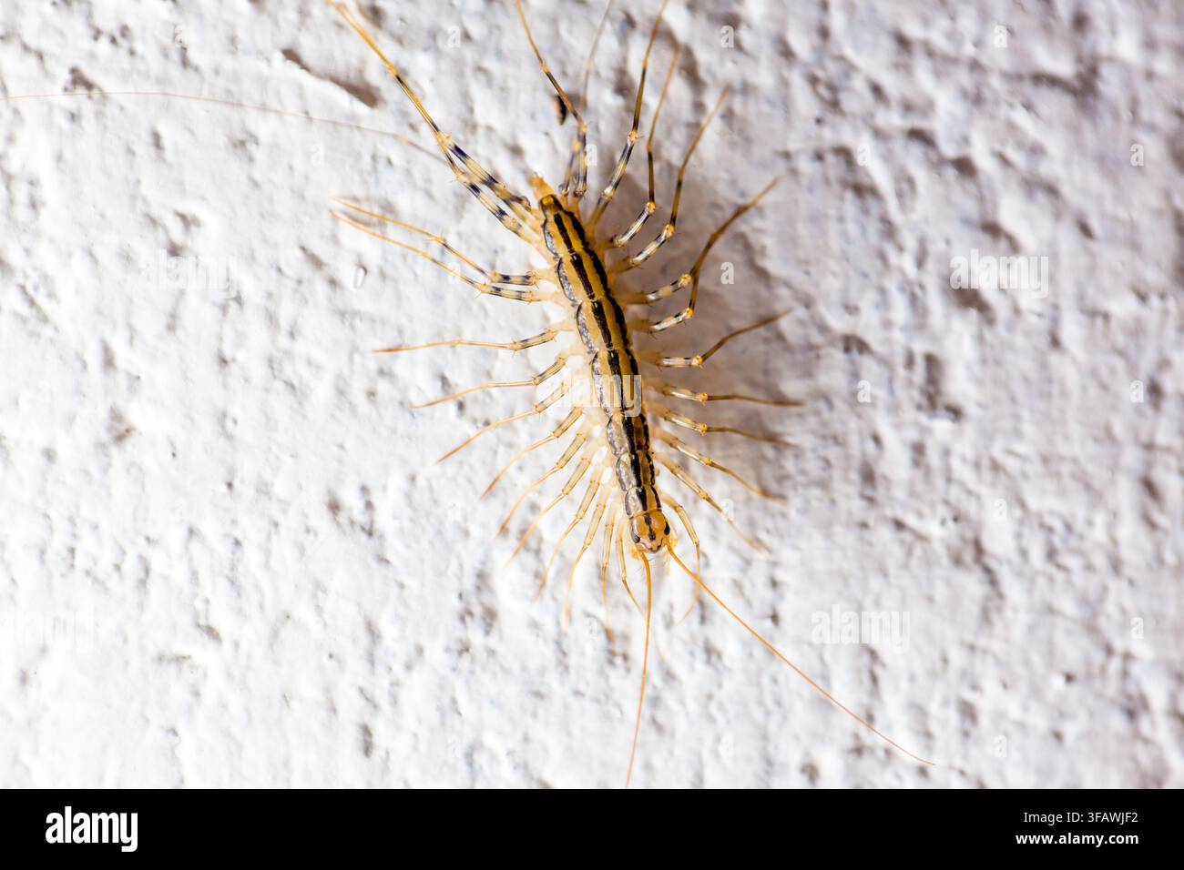 Une maison Centipede (Scutigera coleoptrata) rampant sur un mur blanc Banque D'Images