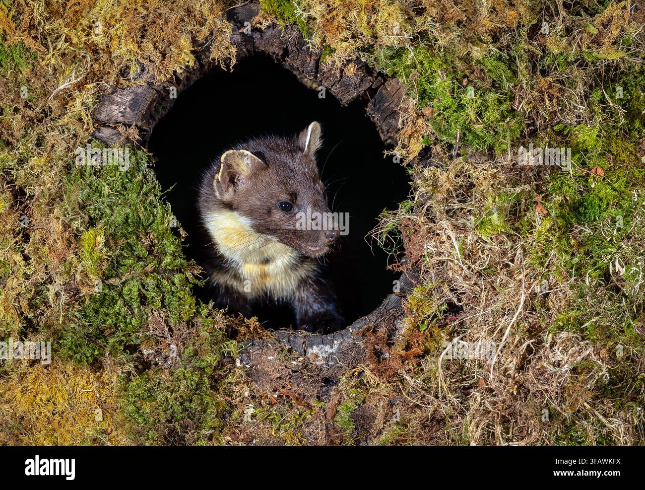 Un martre des pins européen sauvage, nom scientifique : Martes martes, cherchant sa nourriture dans un tronc d’arbre creux battu par les intempéries et recouvert de mousse. Capturé contre un da Banque D'Images