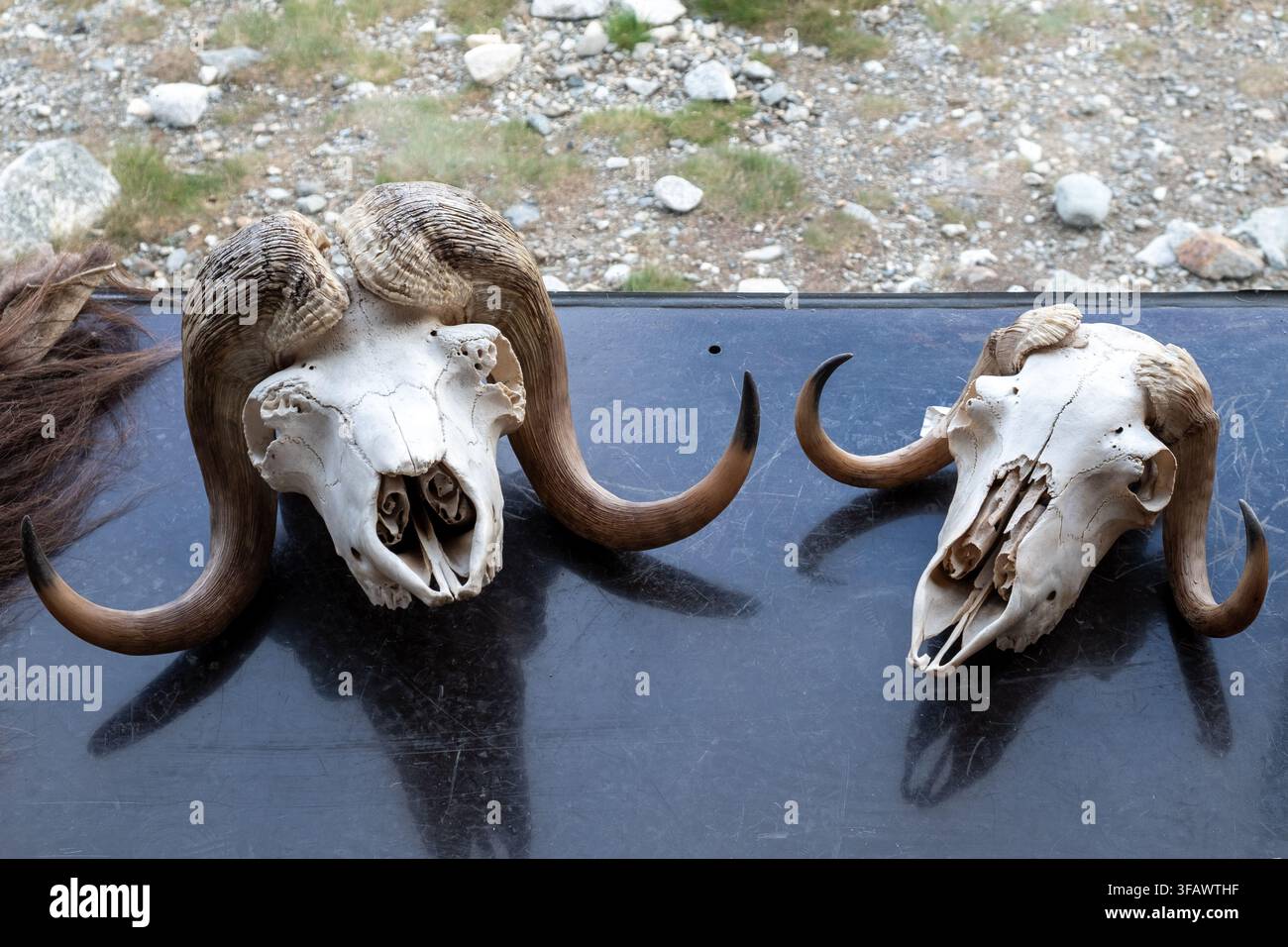 Deux crânes d'antilopes musquées usés avec des cornes courbées impressionnantes, exposés sur une surface sombre, parfaits pour une utilisation éditoriale sur la nature et la faune. Banque D'Images