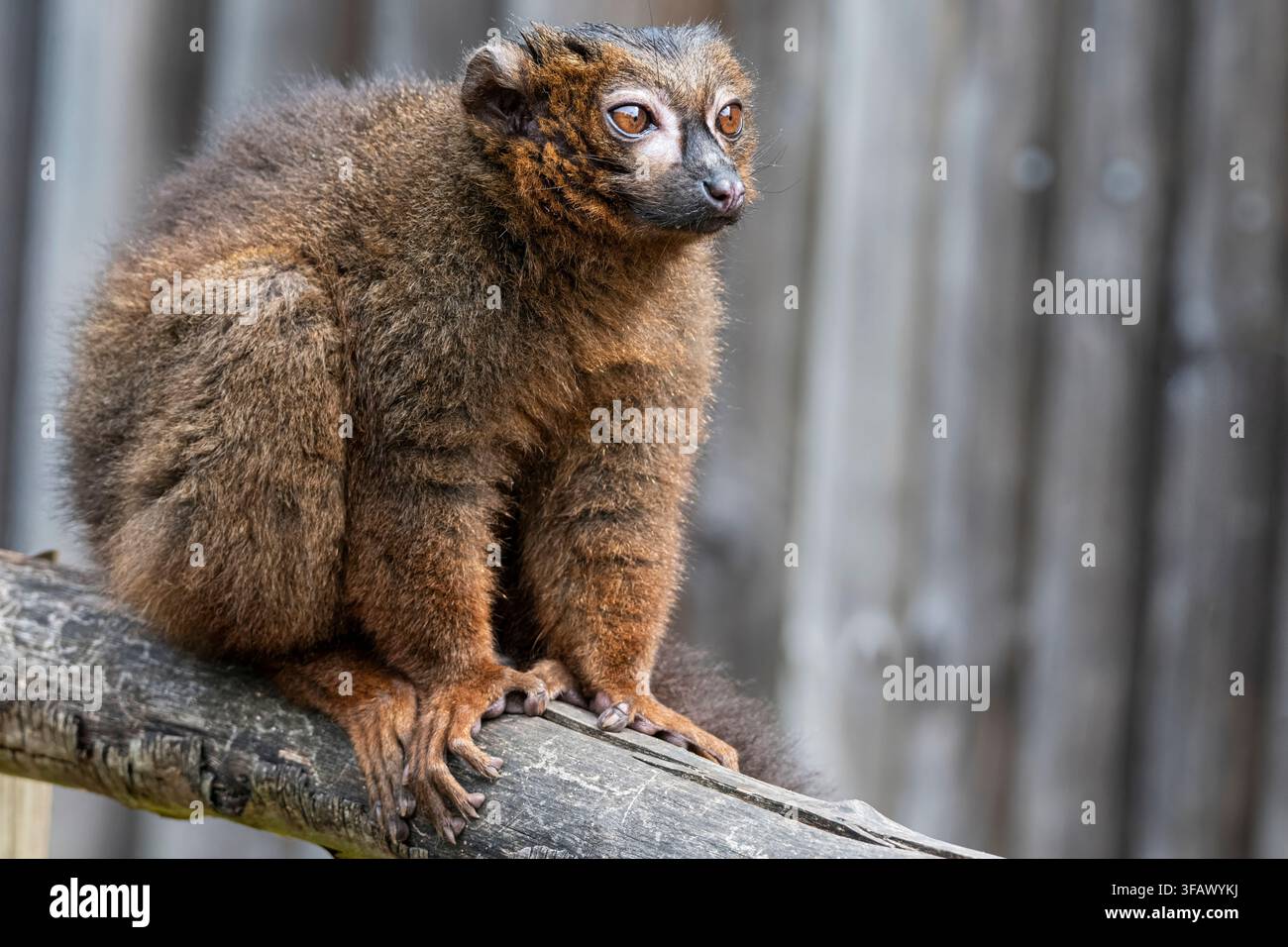 Le lémurien à ventre rouge (Eulemur rubrique) est un primate strepsirrhine de taille moyenne au pelage marron luxuriant. Ce lémurien est endémique de l'eas Banque D'Images