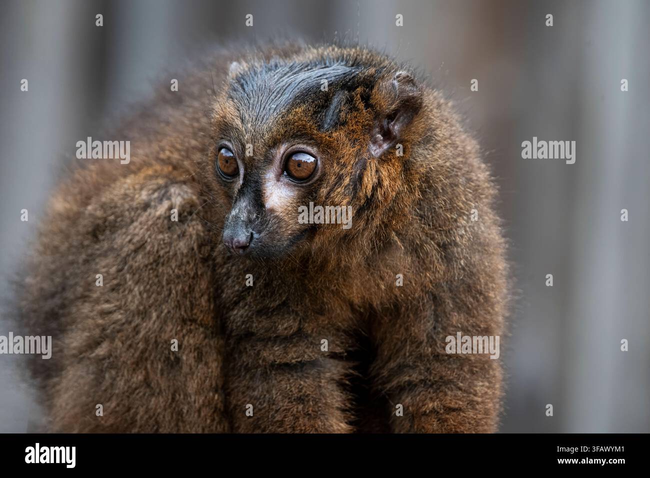 Le lémurien à ventre rouge (Eulemur rubrique) est un primate strepsirrhine de taille moyenne au pelage marron luxuriant. Ce lémurien est endémique de l'eas Banque D'Images
