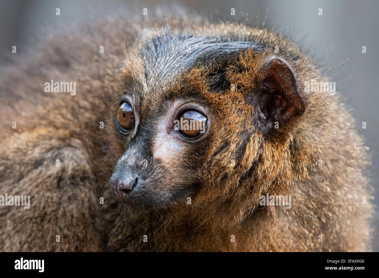 Le lémurien à ventre rouge (Eulemur rubrique) est un primate strepsirrhine de taille moyenne au pelage marron luxuriant. Ce lémurien est endémique de l'eas Banque D'Images