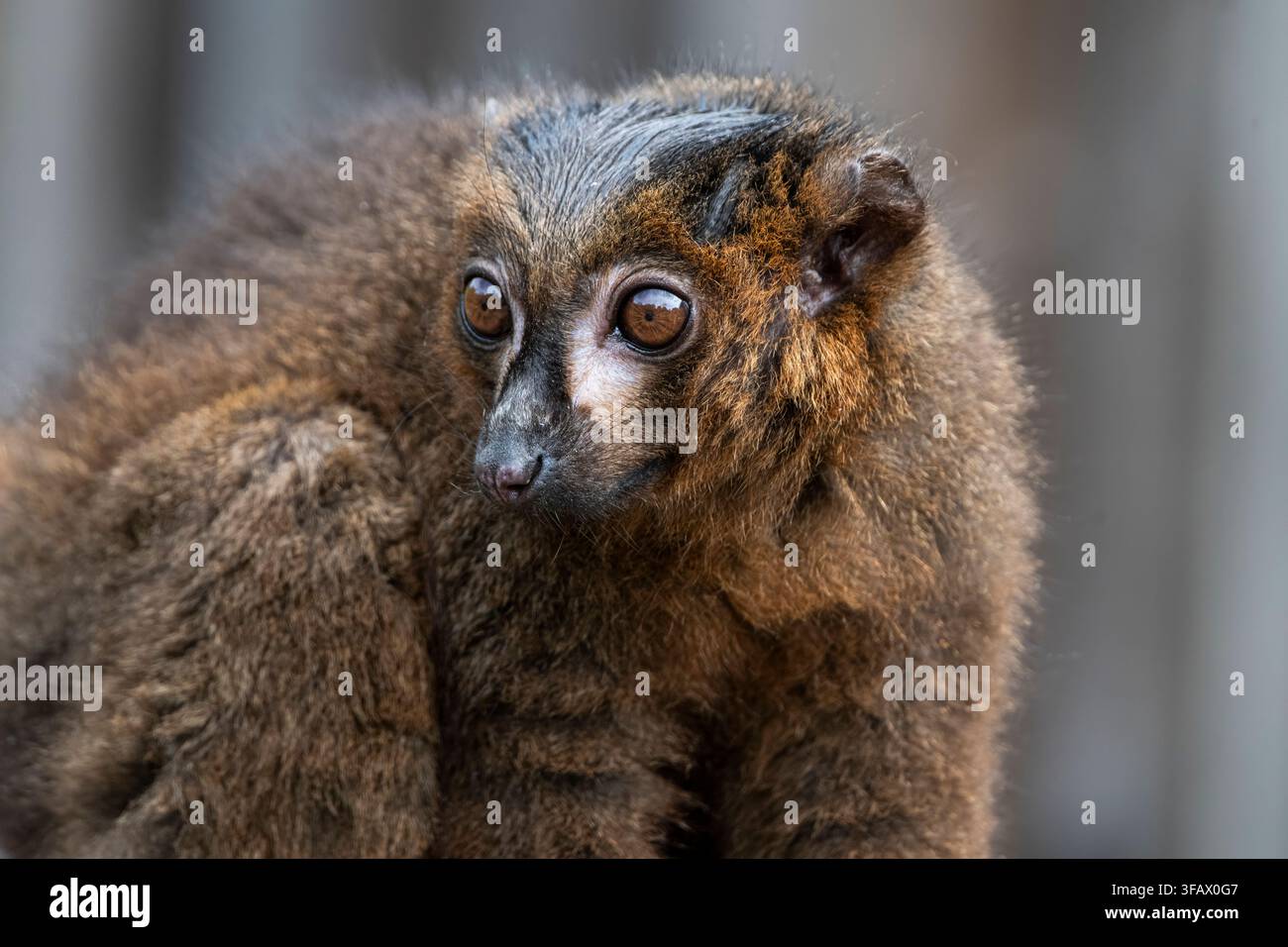 Le lémurien à ventre rouge (Eulemur rubrique) est un primate strepsirrhine de taille moyenne au pelage marron luxuriant. Ce lémurien est endémique de l'eas Banque D'Images