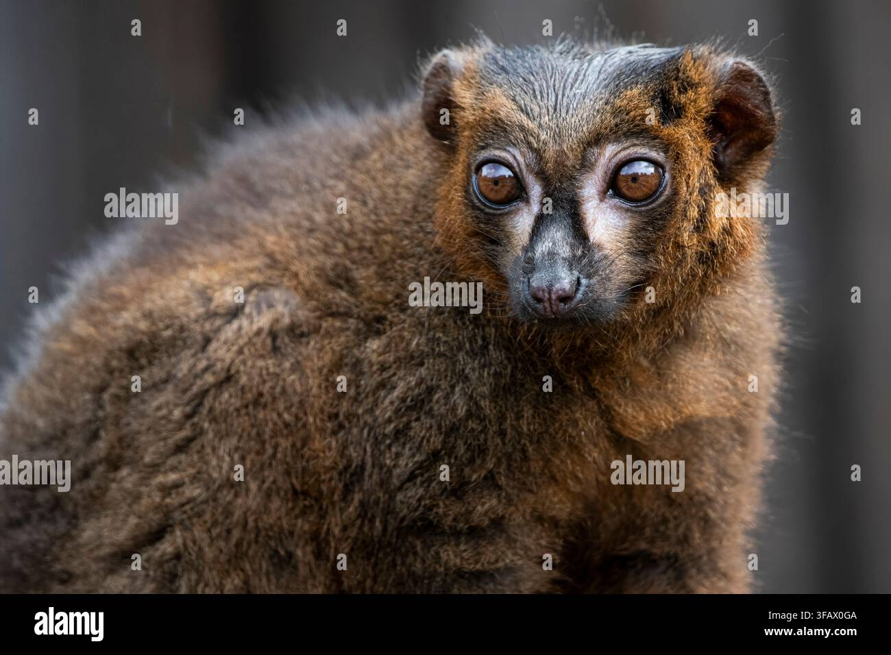 Le lémurien à ventre rouge (Eulemur rubrique) est un primate strepsirrhine de taille moyenne au pelage marron luxuriant. Ce lémurien est endémique de l'eas Banque D'Images