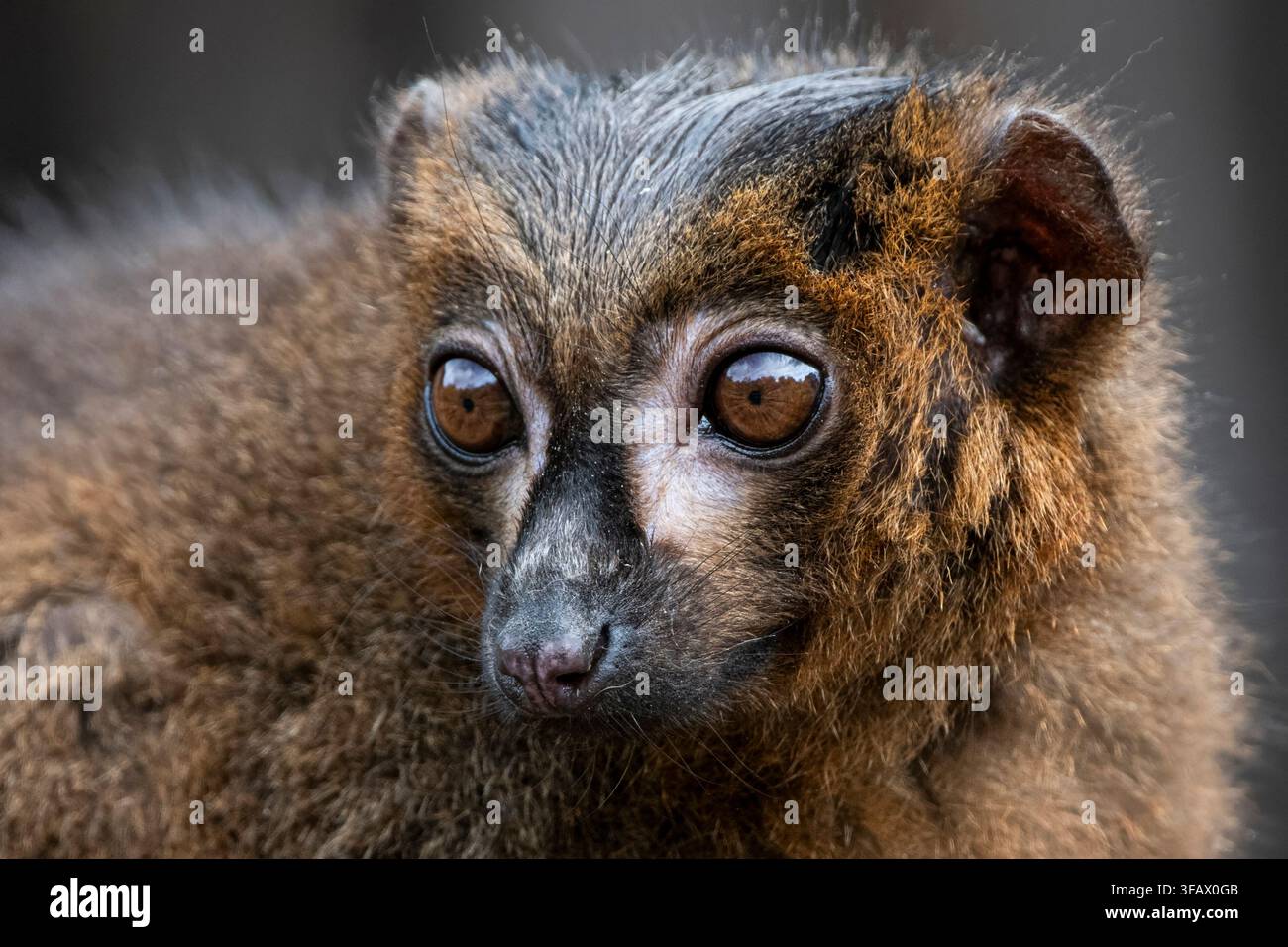 Le lémurien à ventre rouge (Eulemur rubrique) est un primate strepsirrhine de taille moyenne au pelage marron luxuriant. Ce lémurien est endémique de l'eas Banque D'Images