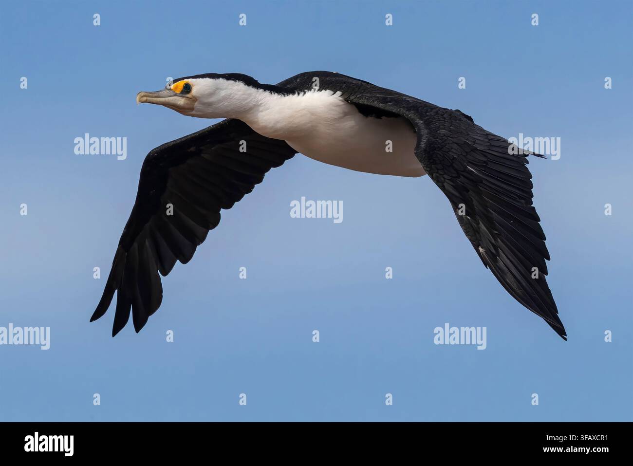 Cormoran pie australien en vol Banque D'Images
