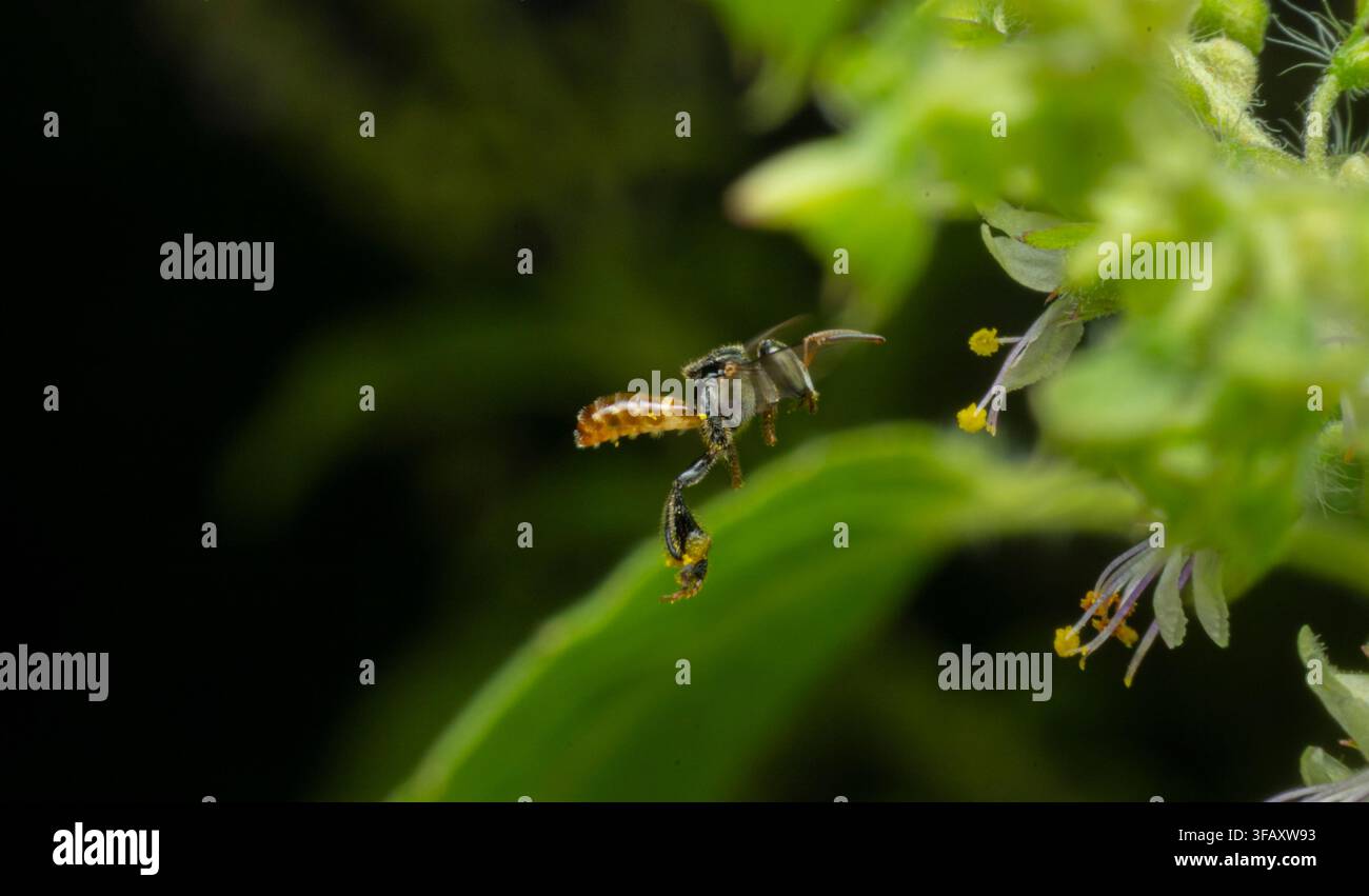 Petite abeille volant vers des fleurs vertes en fleurs Banque D'Images