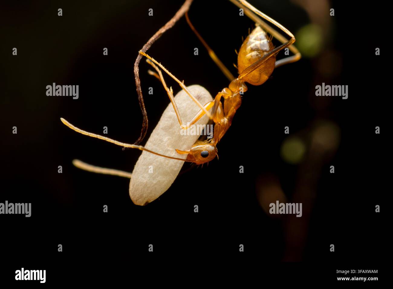 Fourmi ouvrière orange portant des œufs en macro Banque D'Images