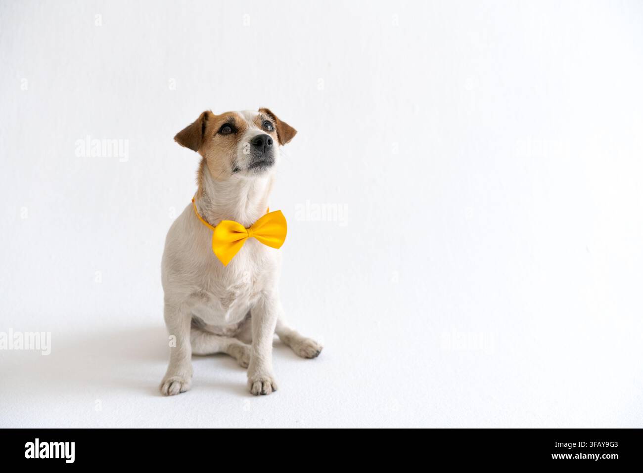 Chien terrier obéissant avec un nœud papillon jaune, assis et attentif pendant l'entraînement dans un studio lumineux, idéal pour le dressage de chiens, l'obéissance des animaux et les animaux tr Banque D'Images