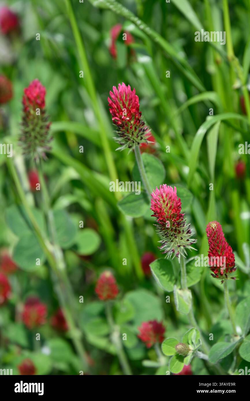 fleurs rouges du début de l'été de la plante engrais vert, trèfle cramoisi, Trifolium incarnatum poussant dans un jardin du Royaume-Uni en mai Banque D'Images