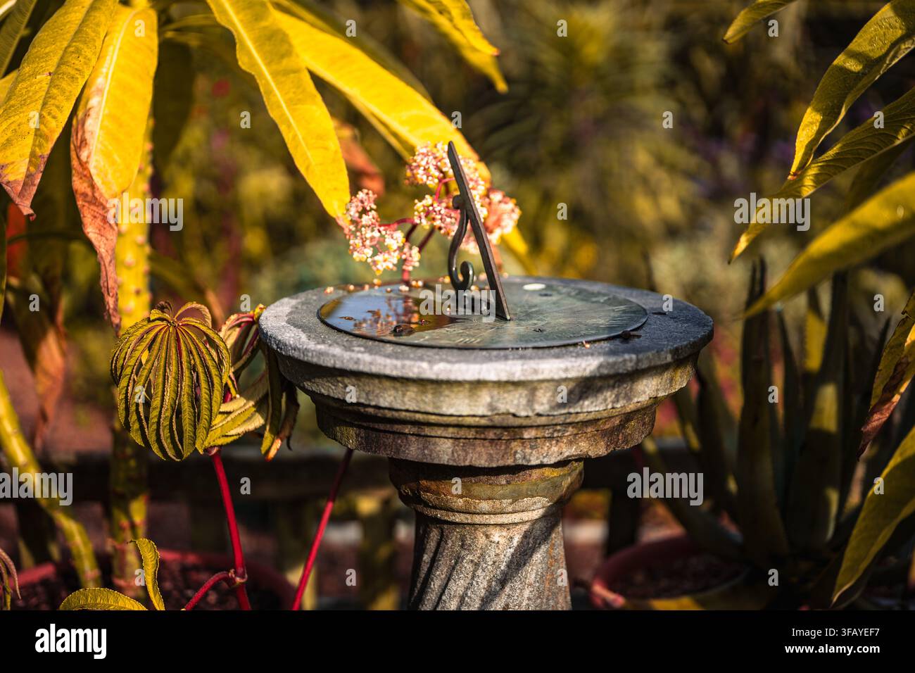 Sundial en pierre sur un piédestal entouré de plantes exotiques dans les jardins de Wakehurst, West Sussex, Angleterre. Banque D'Images