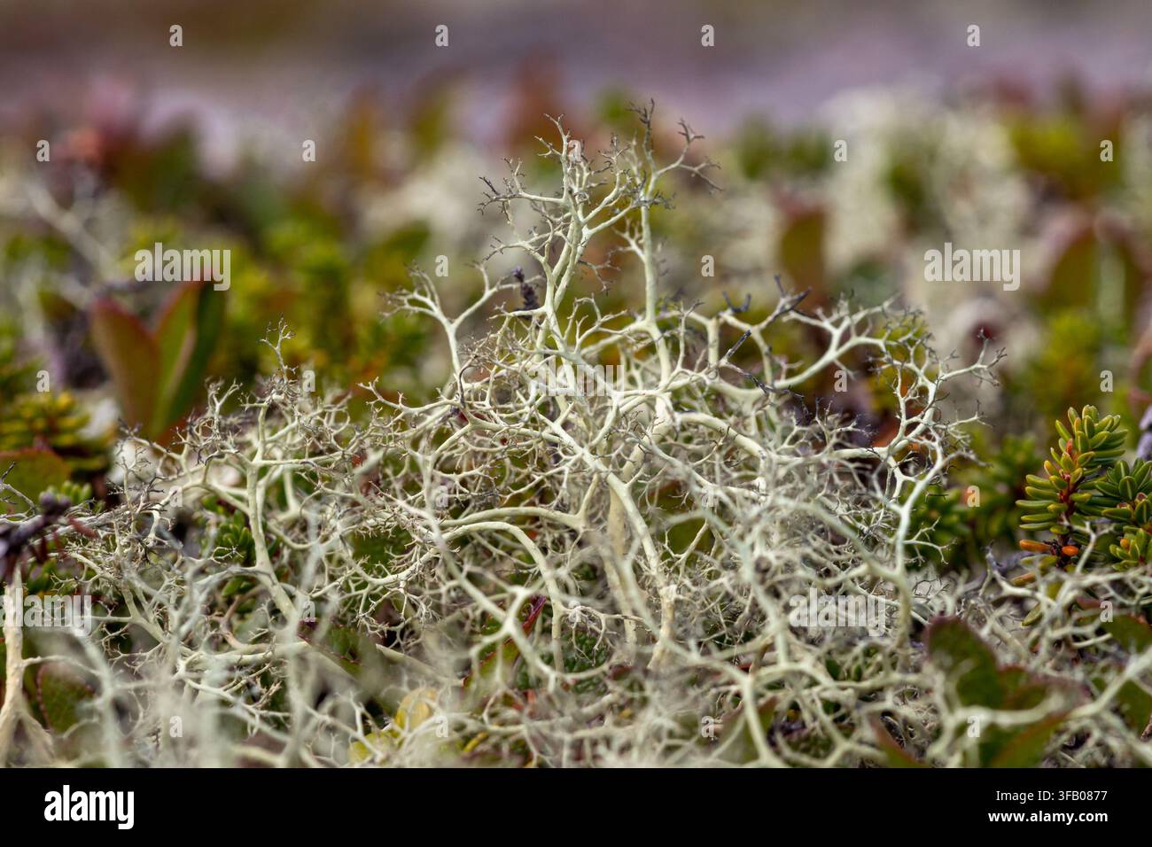 Vue rapprochée du thalle de lichen Alectoria ochroleuca fleurissant dans la toundra arctique près du lac Kolvitsa, péninsule de Kola, Russie. Juillet 2026 Banque D'Images