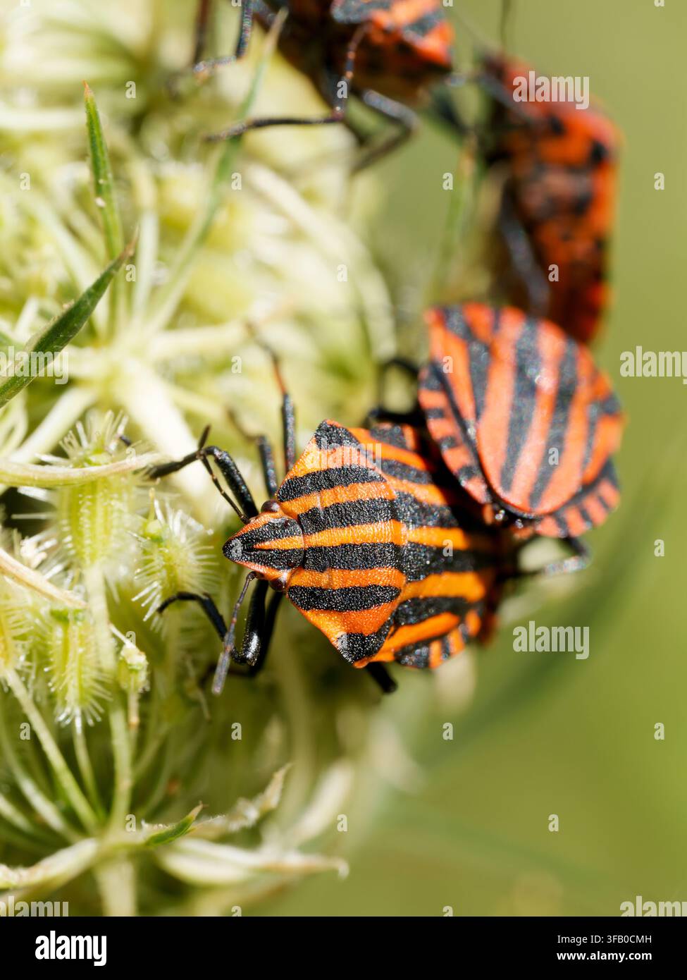 Plusieurs pucerons italiens Graphosoma italicum sur une plante à Cheny. Banque D'Images