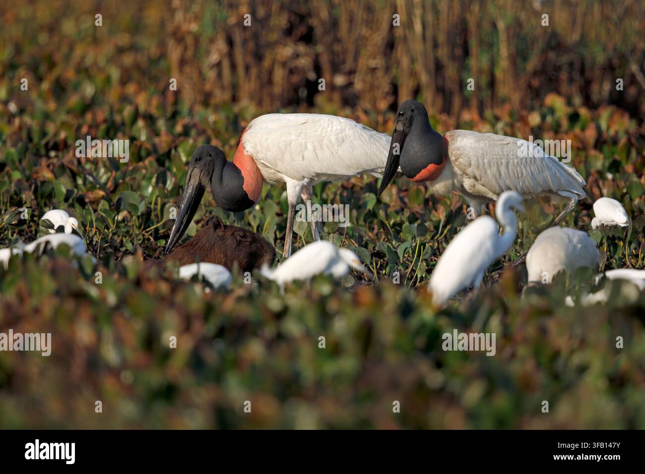 Jabiru, Pousada Piuval, Brésil, septembre 2017 Banque D'Images