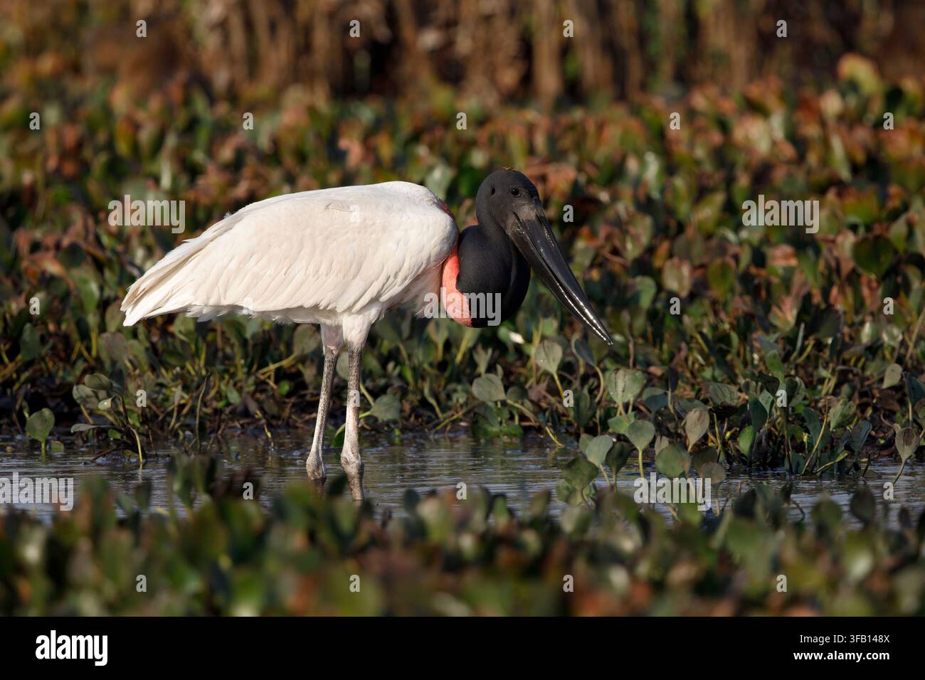 Jabiru, Pousada Piuval, Brésil, septembre 2017 Banque D'Images