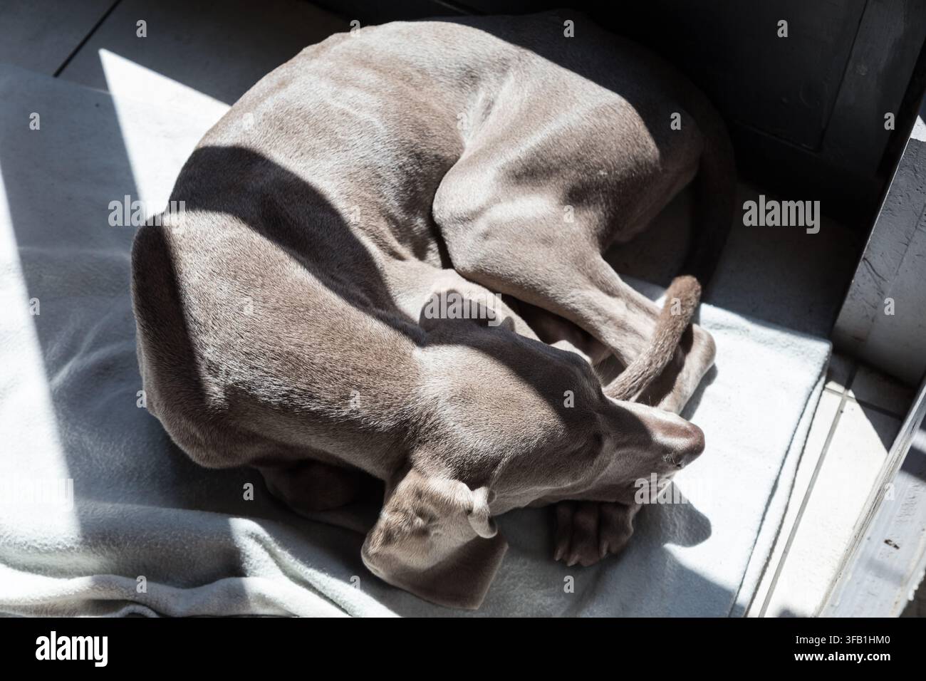Prise de vue en contre-plongée d'un Weimaraner gris argenté bien roulé en boule et dormant paisiblement sur une couverture douce dans une tache lumineuse de lumière naturelle. Banque D'Images