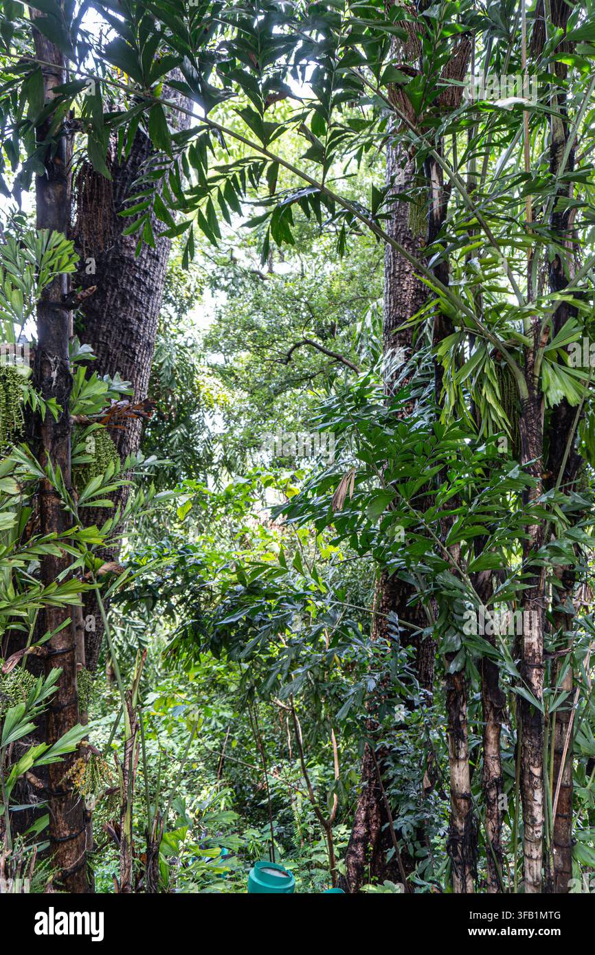 Végétation tropicale luxuriante entourant les grands troncs d'arbres. Banque D'Images