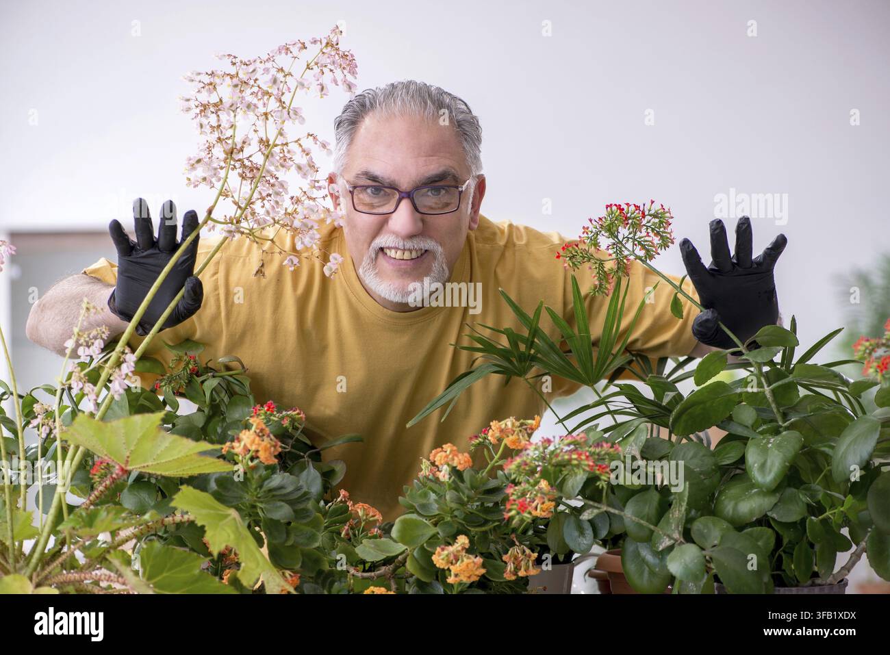 Vieux jardinier mâle avec des plantes à la maison Banque D'Images