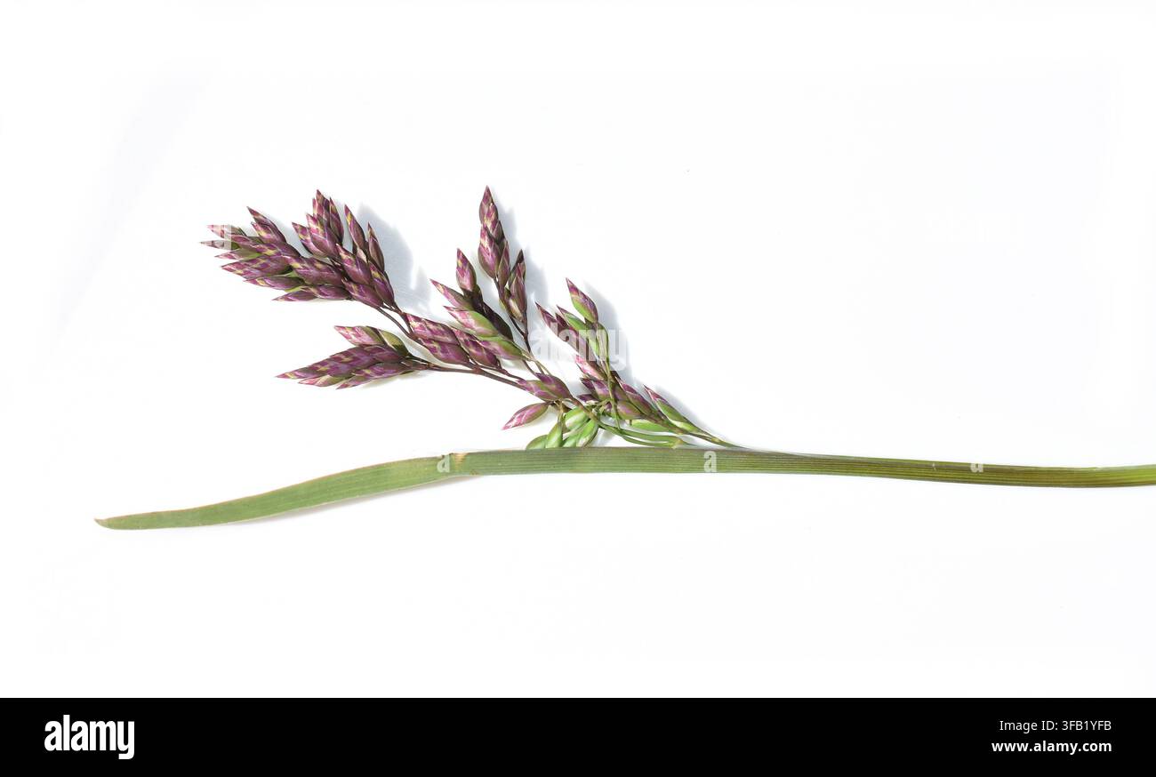Échantillon d'herbe Poa alpina, alpine bluegrass, isolé sur fond blanc Banque D'Images