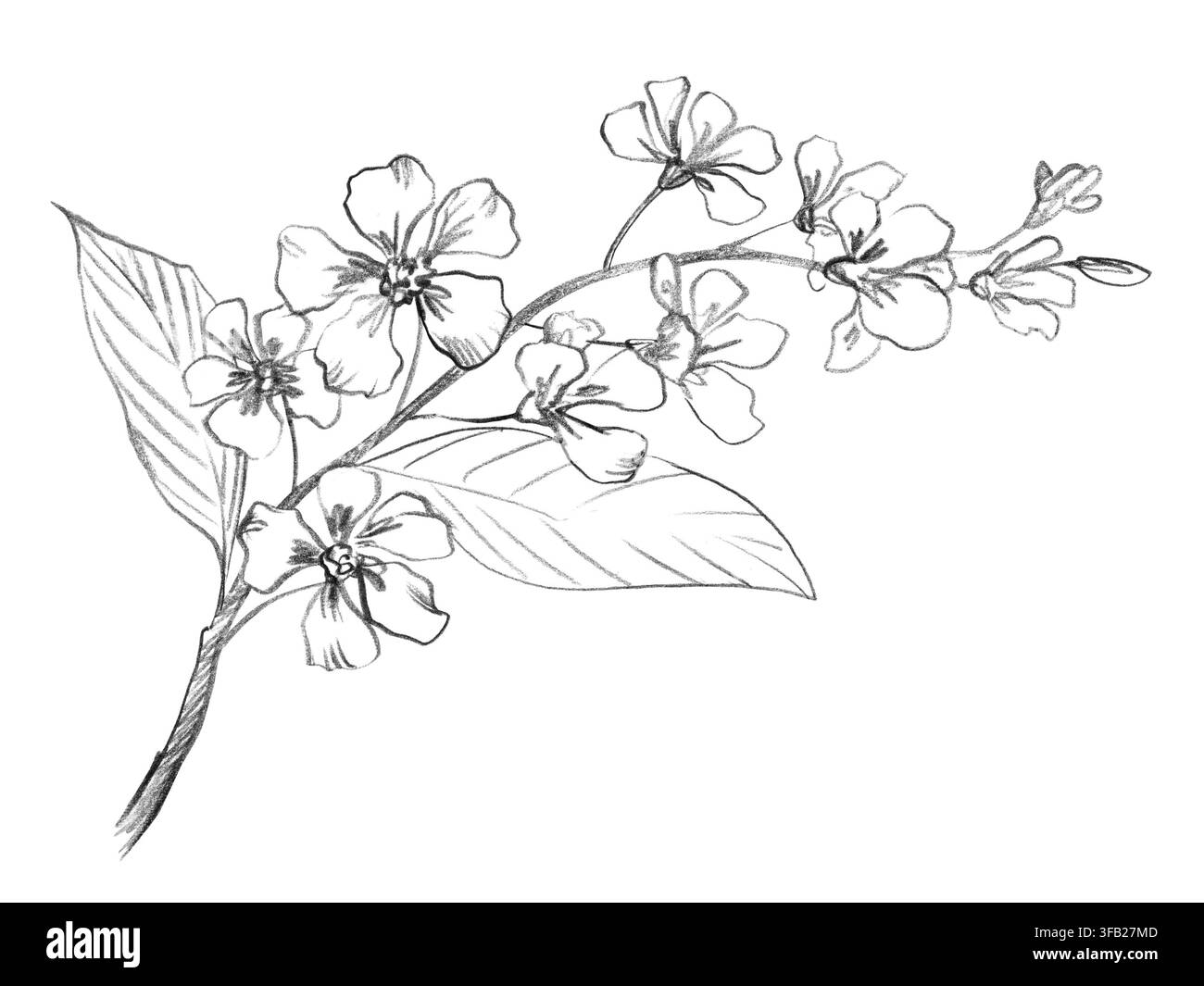 Une branche de cerisier. Illustrations au crayon faites à la main de ferme. Pour la conception de cartes, de couvertures, d'impressions, d'étiquettes de produits et de tissus. Banque D'Images