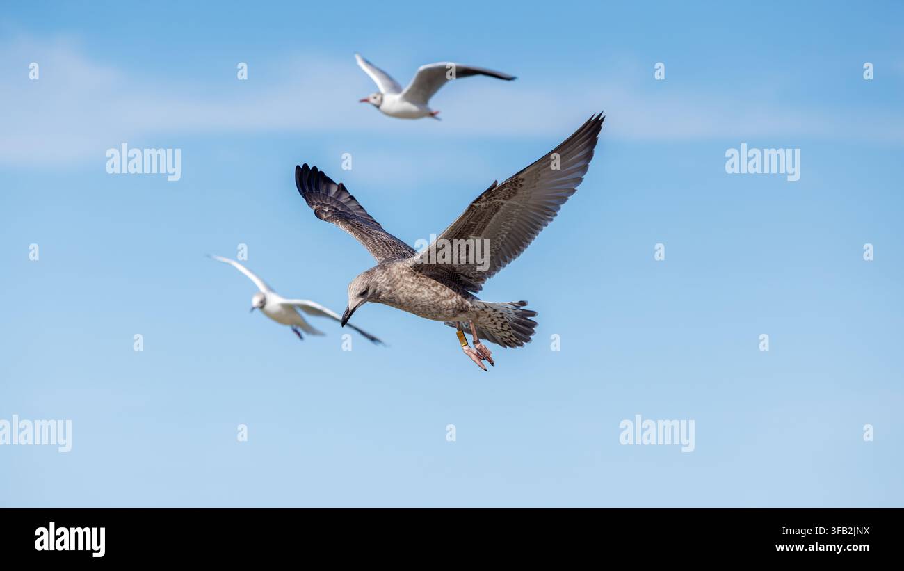 Un groupe de trois mouettes planant contre un ciel bleu clair. Une mouette juvénile tachetée de brun avec une étiquette de recherche jaune glisse au premier plan, tandis que deux blanches Banque D'Images