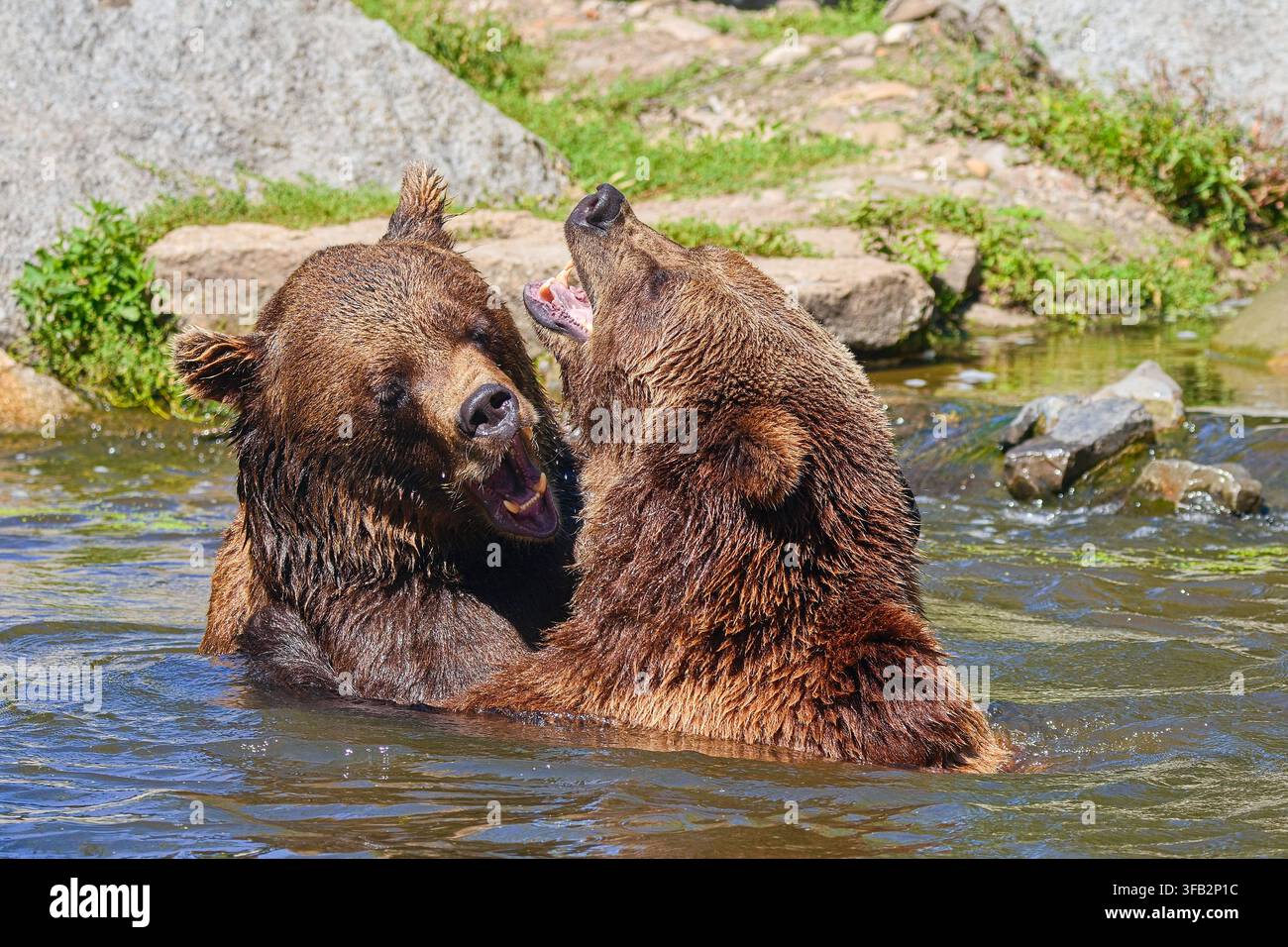 L'ours brun (Ursus arctos) se bat joyeusement avec un autre ours dans son habitat naturel. Banque D'Images
