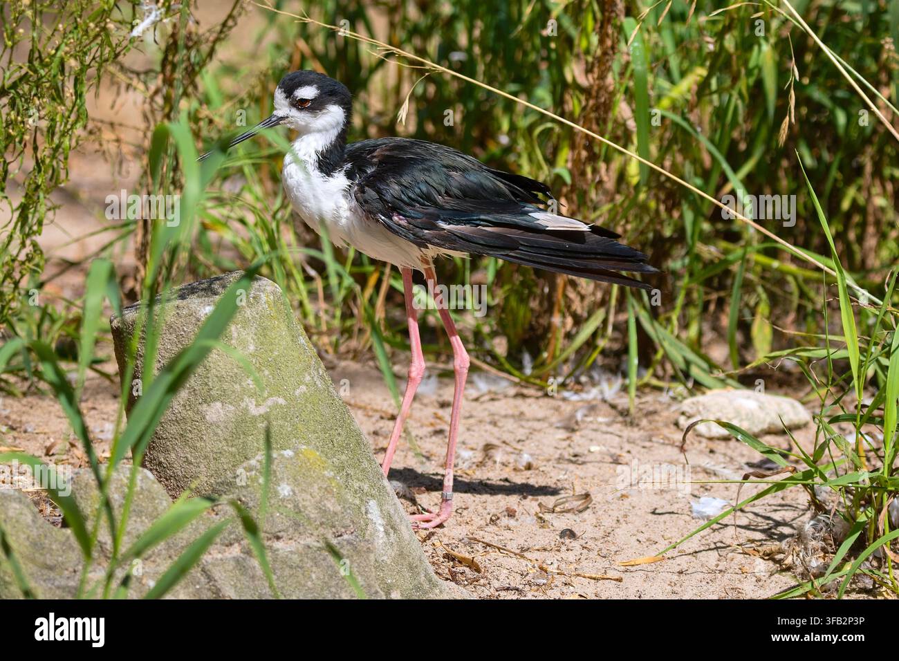 Le chevalier guignette (Himantopus himantopus) dans son habitat naturel Banque D'Images