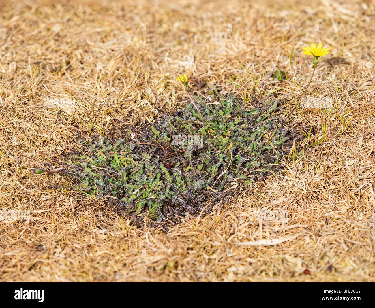 Rosettes basales profondément enracinées du pissenlit poilu, Leontodon saxatalis, une mauvaise herbe des pelouses du Royaume-Uni, restent vertes dans une pelouse touchée par la sécheresse, été 2026 Banque D'Images