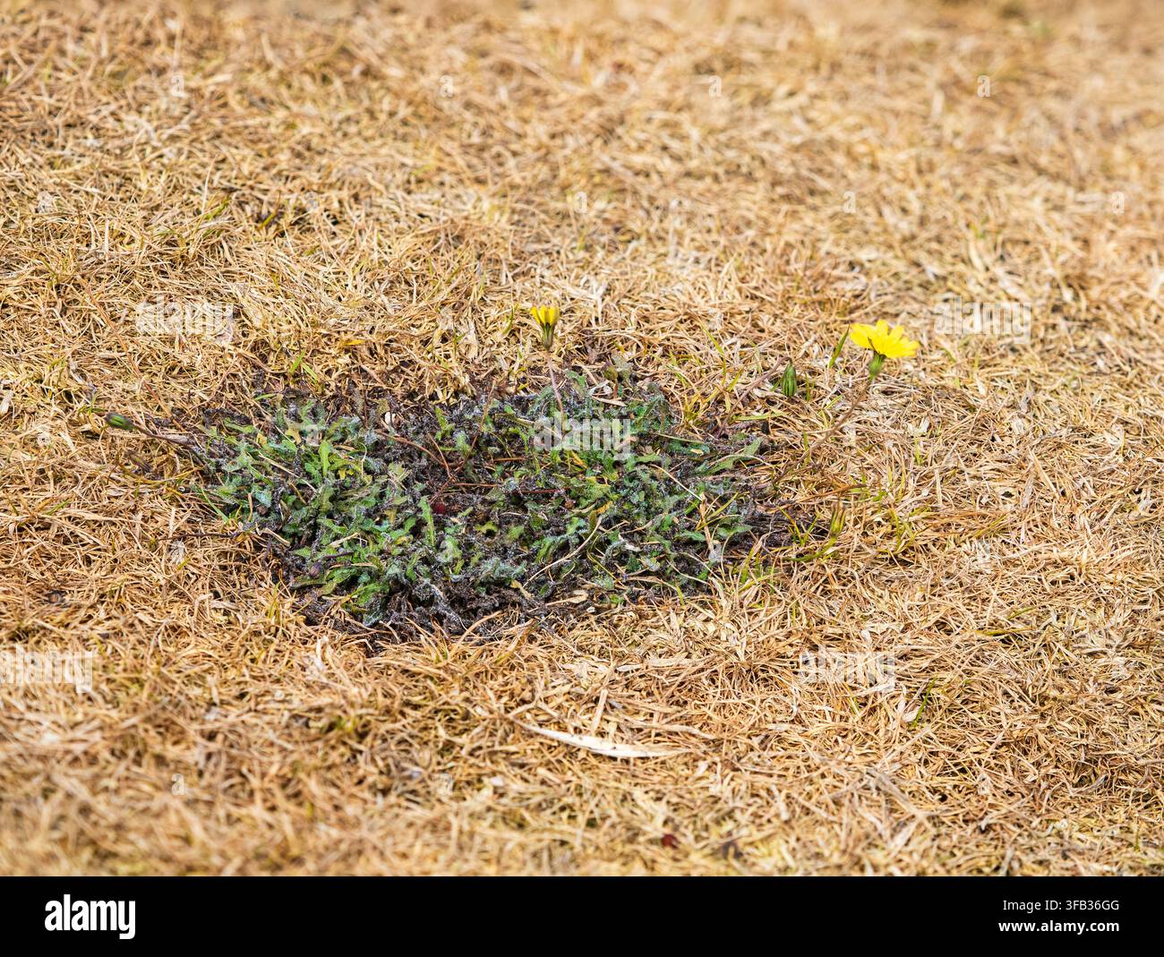 Rosettes basales profondément enracinées du pissenlit poilu, Leontodon saxatalis, une mauvaise herbe des pelouses du Royaume-Uni, restent vertes dans une pelouse touchée par la sécheresse, été 2026 Banque D'Images