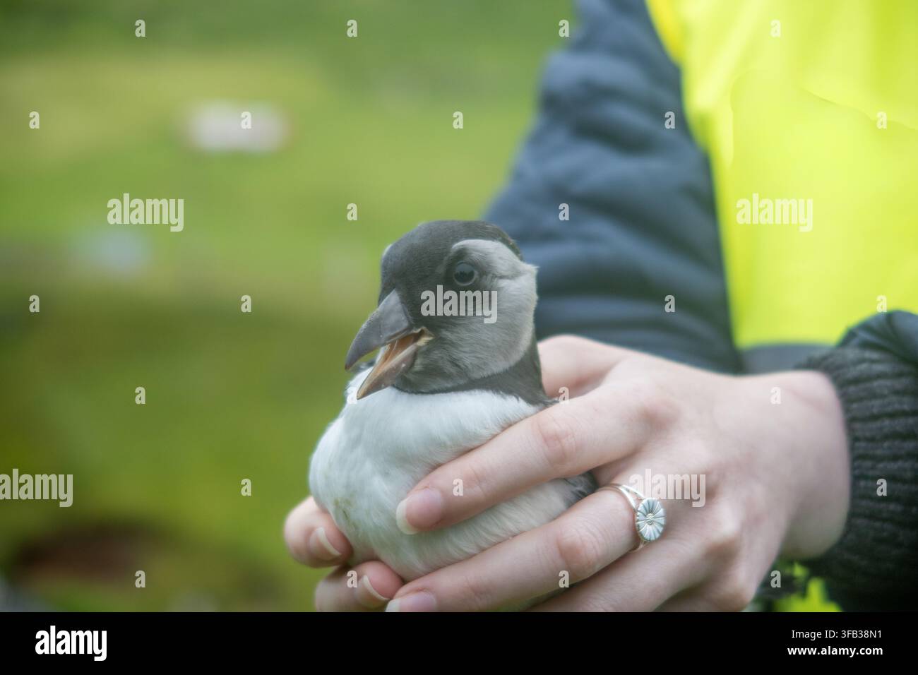 Person tenant un jeune poussin de macare pendant une observation de la faune aux îles Féroé Banque D'Images