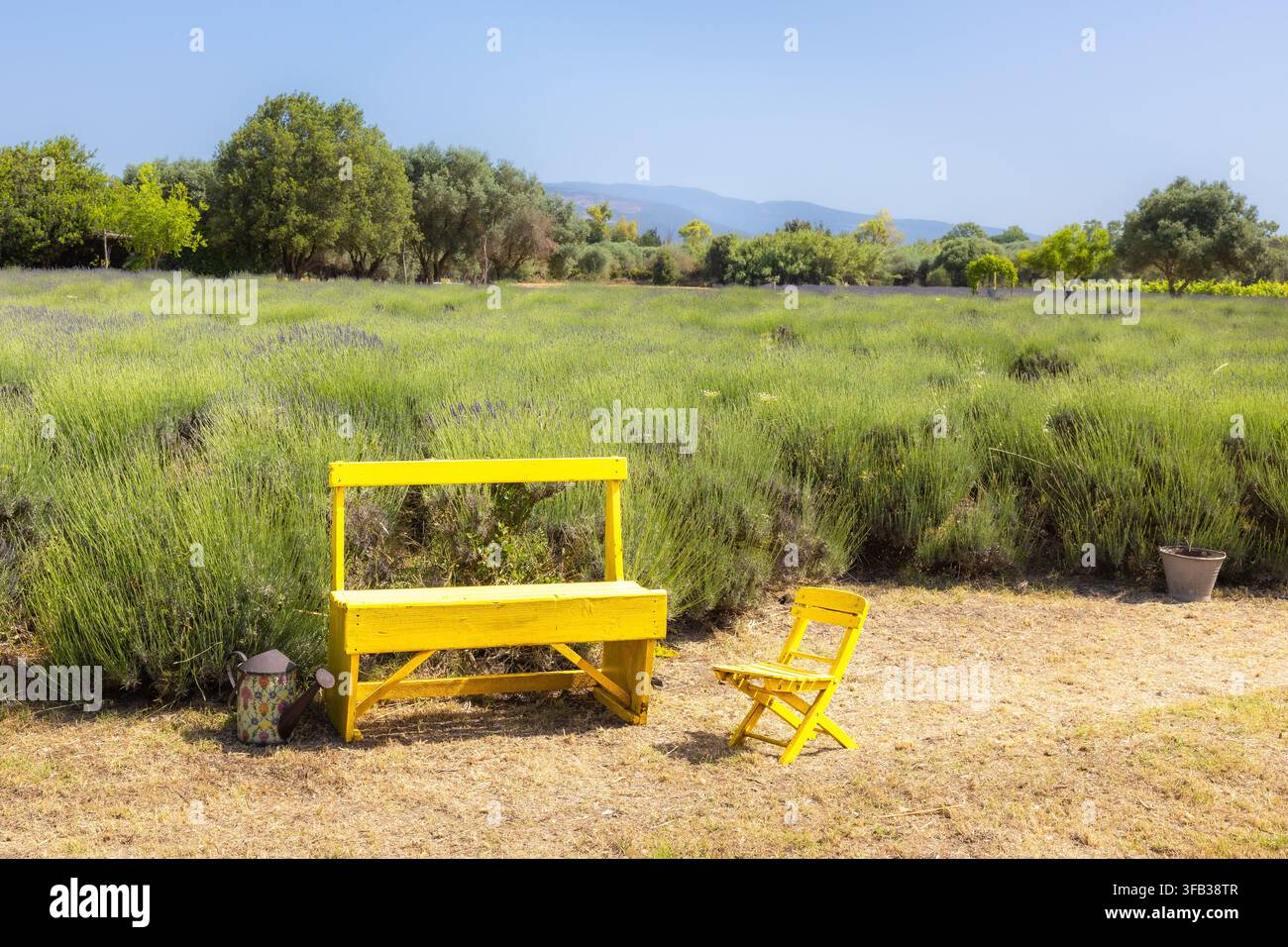 Champ de lavande, Sardaigne Banque D'Images