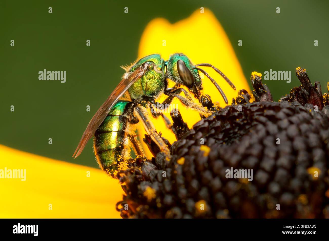 Augochlora pura, abeille solitaire récoltant du pollen sur une fleur de rudbeckia jaune avec espace de copie et fond vert Banque D'Images