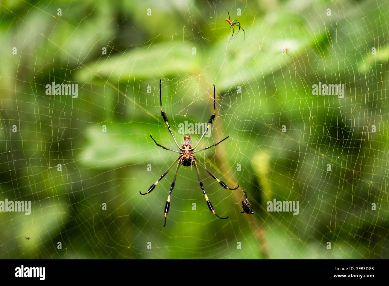 Araignée tisserande tropicale sauvage reposant au centre d'une grande toile dans la forêt tropicale du Costa Rica, entourée d'un feuillage vert doux et d'une plus petite araignée a Banque D'Images