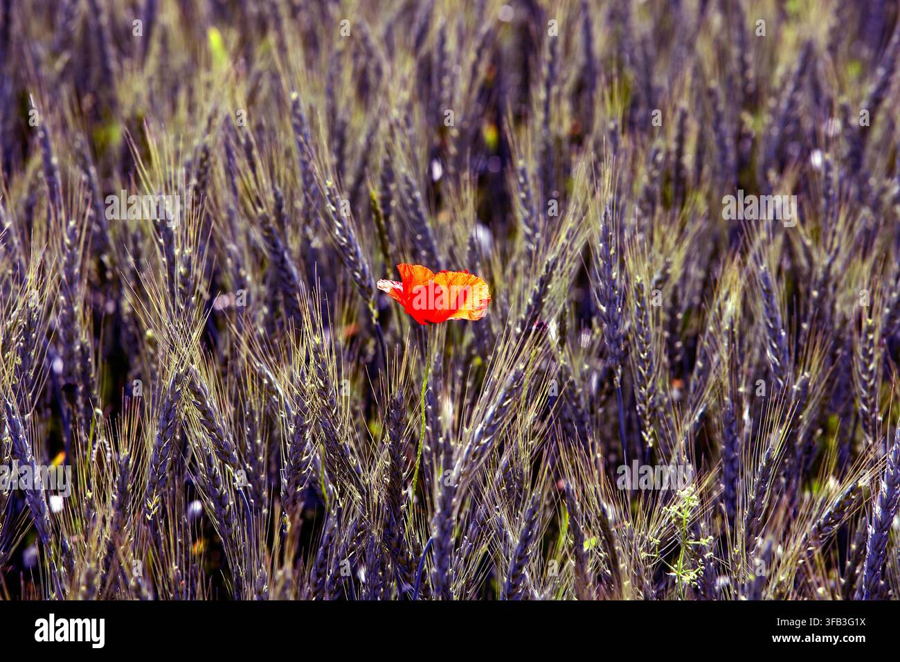 Une fleur de coquelicot rouge vif se dresse seule parmi les épis de blé violets mûrs, créant un contraste frappant dans un champ rural ensoleillé pendant la soirée chaude Banque D'Images