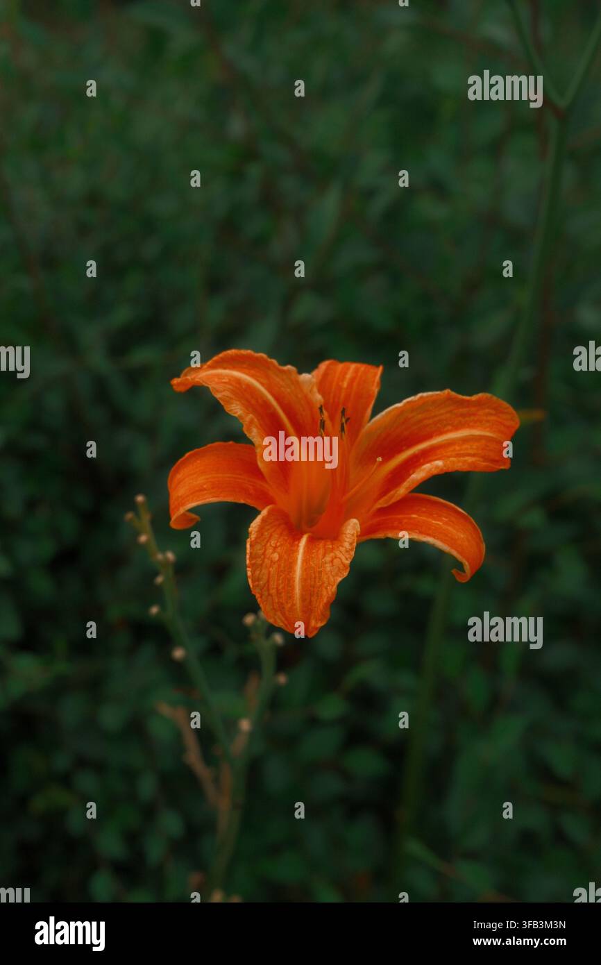 Fleur unique de hémérocalle orange en fleur sur un fond de feuillage vert foncé, Ontario, Canada. Banque D'Images