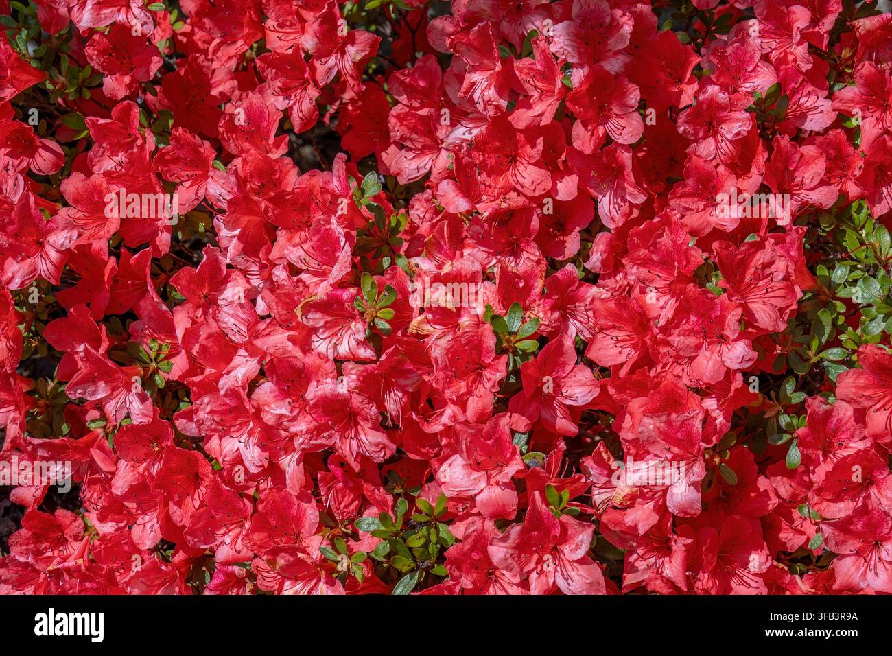 Un fond plein cadre dense de fleurs d’azalée (Rhododendron) rouge vif et rose en pleine floraison printanière avec de petites feuilles vertes qui pointent à travers. Banque D'Images