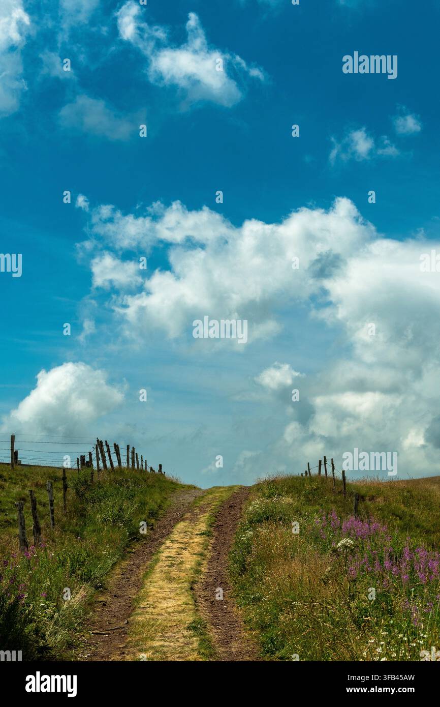 Chemin de terre serpentant à travers les champs herbeux en été. Auvergne. France Banque D'Images