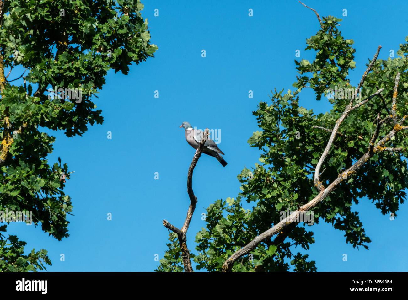 Pigeon gris perché sur une branche sous un ciel bleu Banque D'Images