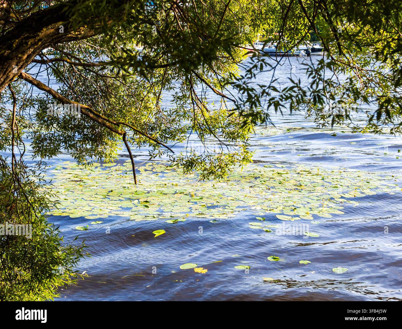 Saule sur des nénuphars en fleurs dans les eaux de la Middle Nevka à Yelagin Island Public Park à Saint-Pétersbourg, en Russie, par une journée d'été ensoleillée Banque D'Images