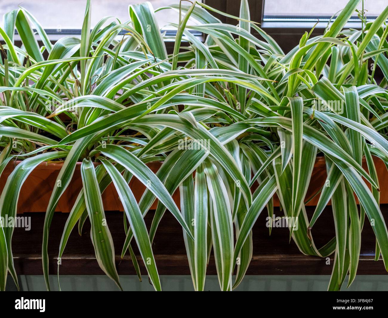 Plante d'intérieur genre araignée sur le rebord de la fenêtre d'un bâtiment résidentiel par une soirée d'été Banque D'Images