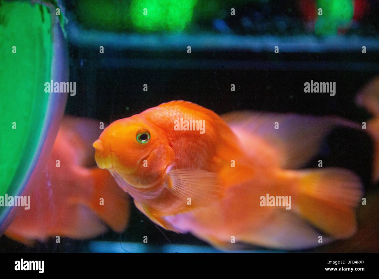 Une vue macro d'une anémone tubicole violette translucide (Ceriantharia) déployant ses fines tentacules sur le fond de récif sablonneux à Malacca, Malaisie, docu Banque D'Images