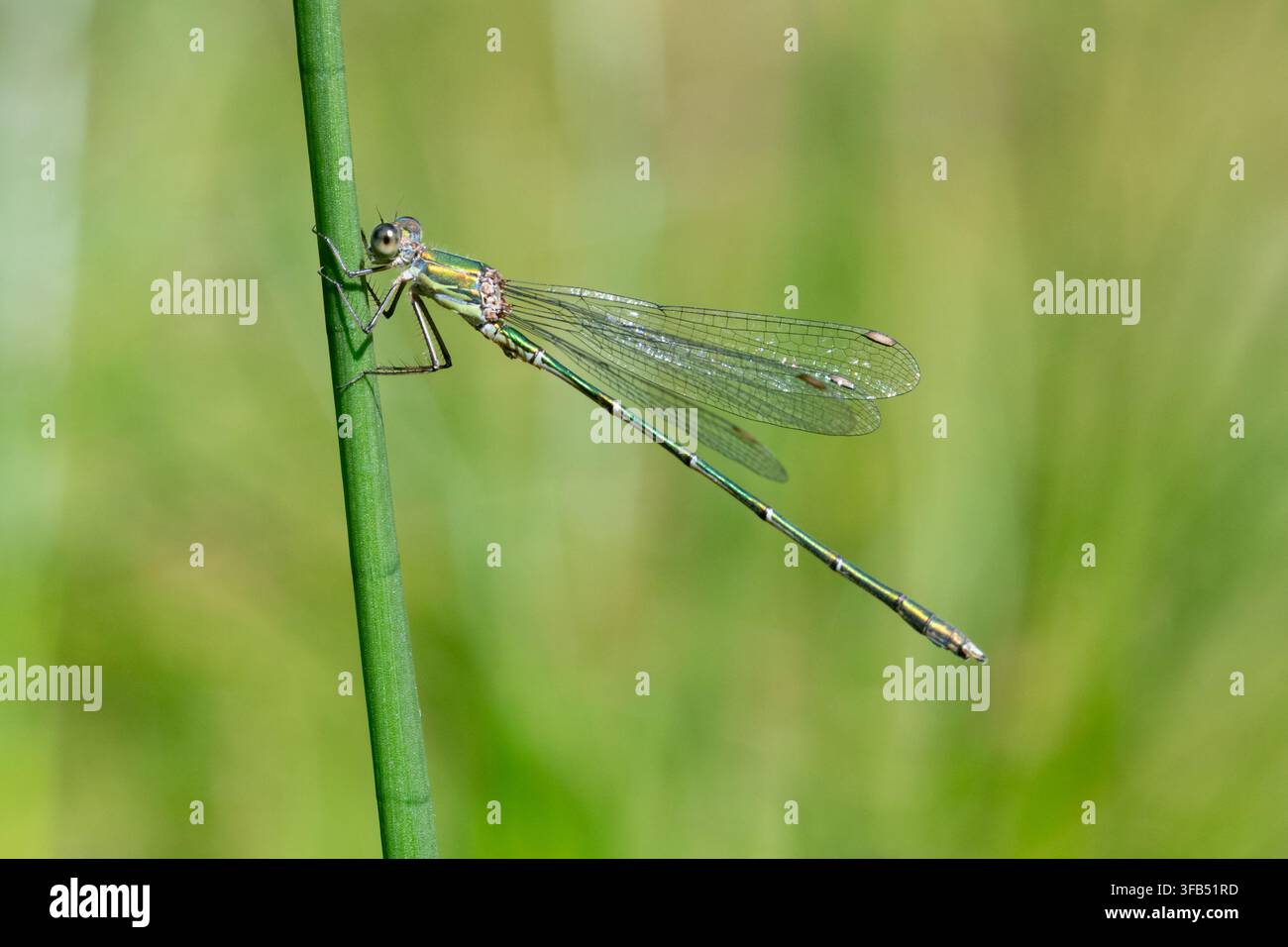 Libellule émeraude saule (Chalcolestes viridis), récente colonisatrice en Angleterre, Royaume-Uni Banque D'Images