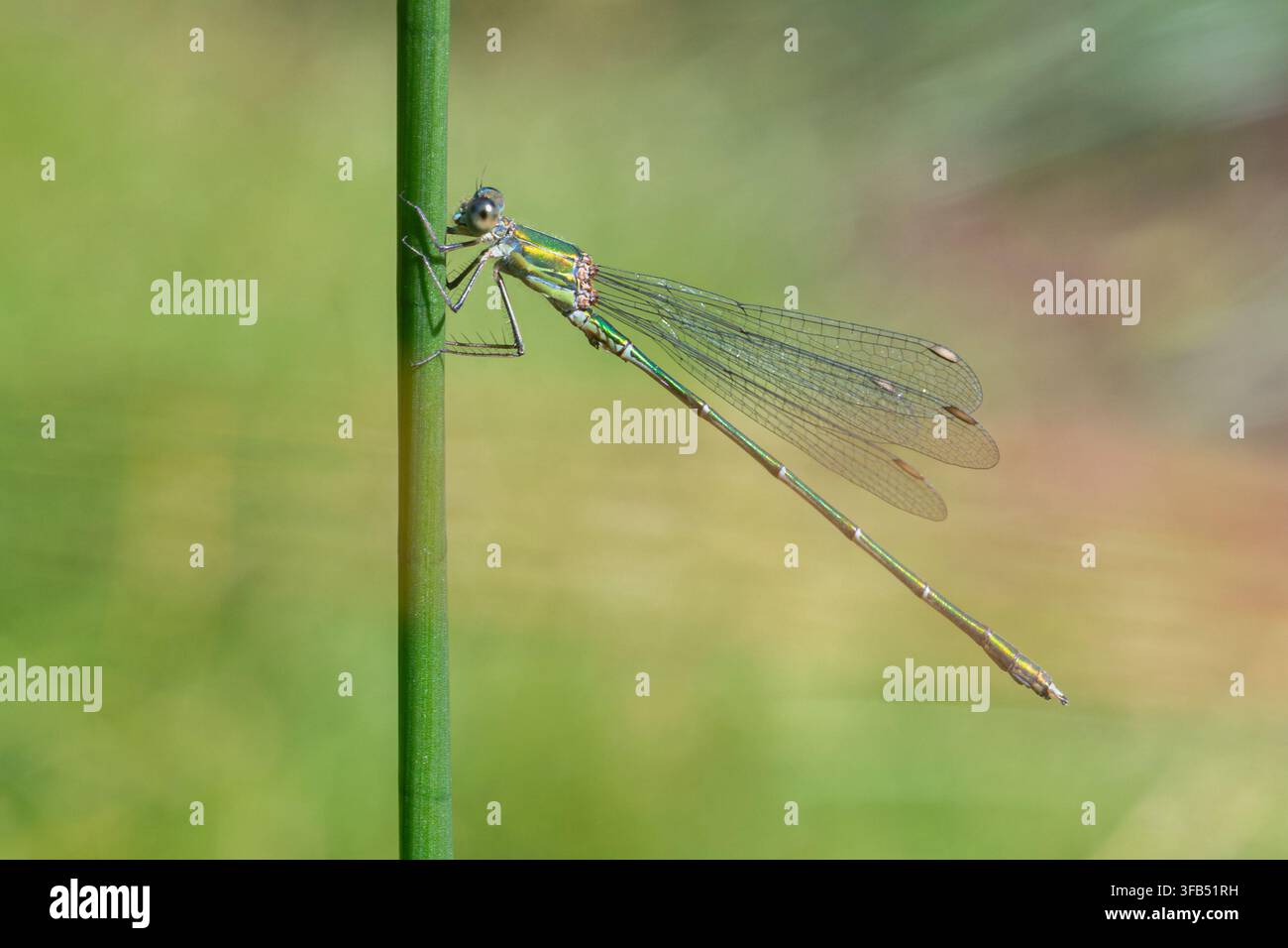 Libellule émeraude saule (Chalcolestes viridis), récente colonisatrice en Angleterre, Royaume-Uni Banque D'Images